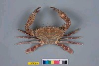 藏品(鈍齒短槳蟹)的圖片